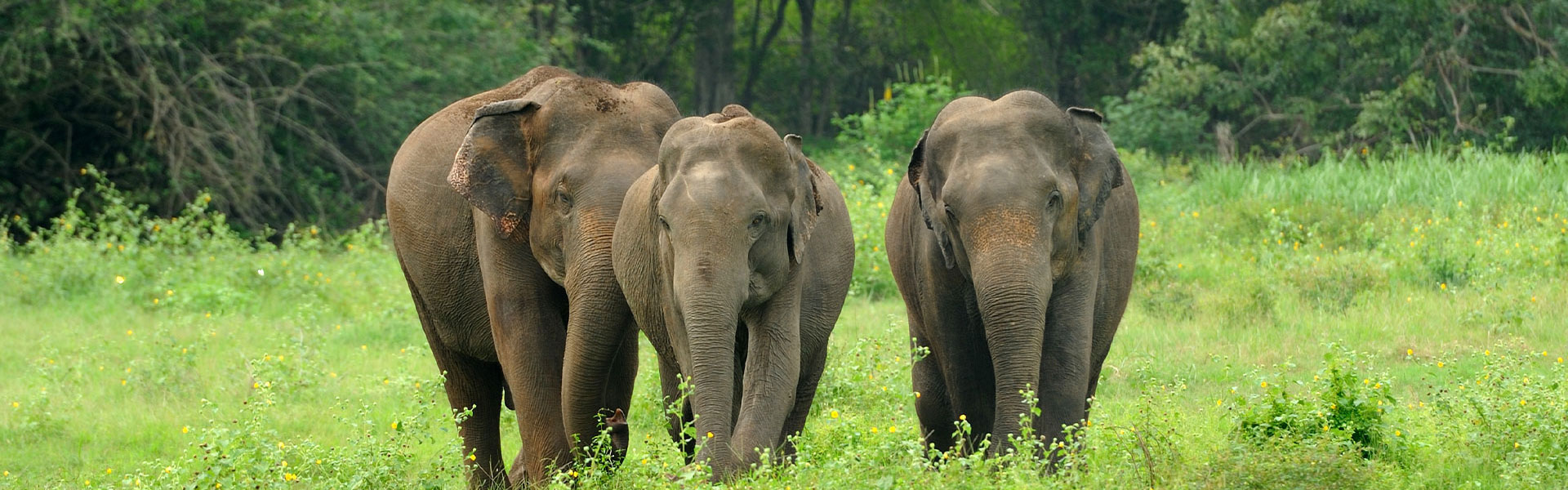 Explore Best of Dooars