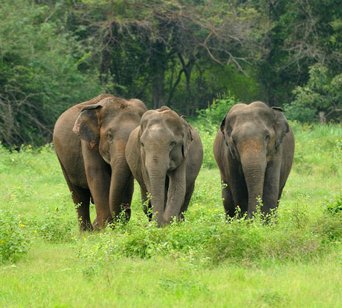 Explore Best of Dooars